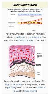 Epidermal Cells Onlyb Endodermal Cells