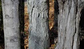 native michigan trees