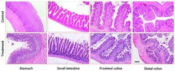 The small intestine of the digestive tract. Histological Staining Showing Stomach Small Intestine Proximal And Download Scientific Diagram