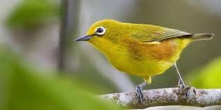 Hampir semua burung dapat dijadikan hewan peliharaan karena bentuk tubuh, suara. 12 Jenis Burung Kecil Yang Rajin Bunyi Dan Bagus Dipelihara Pintarpet