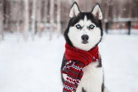 Dog Winter Pictures | Download Free Images on Unsplash