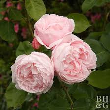 How To Plant And Grow English Rose