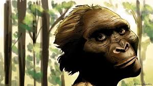Image result for pic of common ancestors lucy