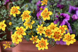 how to grow and care for bidens