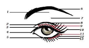 anatomy of the eye bsb beauty news