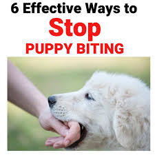 Puppies become acclimated with new environments by sniffing and tasting. 6 Easy And Effective Ways To Stop Puppy Biting Miles With Pets
