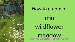 mini wildflower meadow in your garden