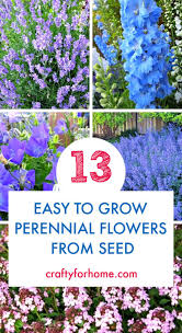 Seeds if you're lucky enough to have flowering p's, then by all means go ahead and try to pollinate them. 13 Easy To Grow Perennial Flower From Seed Crafty For Home