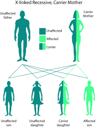 An example of an autosomal recessive condition is cystic it is caused by a faulty recessive allele on chromosome 7. Sex Linked Traits Advanced Ck 12 Foundation