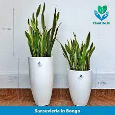 sansevieria in bongo shaped white pot