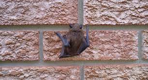 Bats Invade Basements