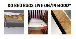 do bed bugs live in wood can bed bugs