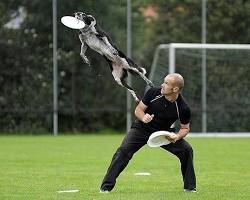 Dog disc dog training