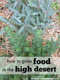 6 Tips For Desert Gardening