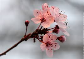 Image�: One stroke cerisier du Japon - Les ongles de Laure - Blog Nail Art  | Fleur de cerisier, Art de fleur de cerisier, Fleur de cerisier japonais