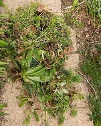 Controlling Weeds Organically