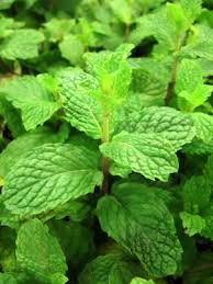Spearmint) to use in your recipe won't necessarily ruin your creation, there are differences between the two in terms of flavor and uses. Growing Mints A Cool Idea You Can Try At Home
