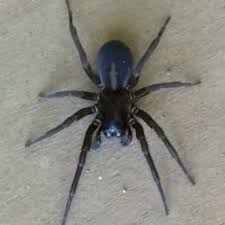 spiders in michigan species pictures
