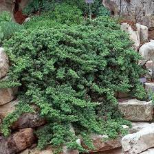 Any berries it produces may be sterile. Dwarf Japanese Garden Juniper Plantingtree
