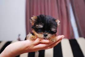 teacup yorkie facts size
