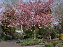 My parents had an absolutely gorgeous one at the highest point on our front lawn, from then. Cherry Blossom For Sale