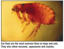 controlling fleas texas a m agrilife