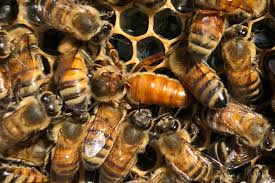 A virgin queen bee with deformed wings - Honey Bee Suite