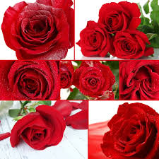 love rose flower images