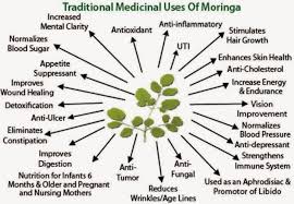 Girlsaffair Health Benefits Of Morninga Plant Moringa