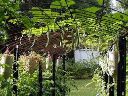 arch trellis made of cattle panel
