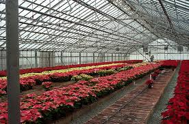 Poinsettias Greenhouse Industry
