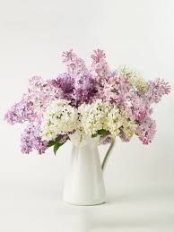 fl subscription banksia florist