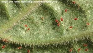 We did not find results for: Spider Mites On Plants 9 Effective Ways To Kill Spider Mites