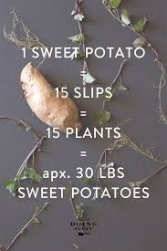 how to grow sweet potatoes the art of