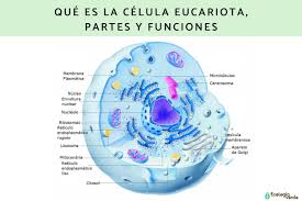 célula eucariota características y sus