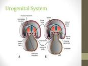 نتیجه تصویری برای ‫دانلود فایل ارائه پاورپوینت دستگاه ادراری تناسلی Urog‬‎