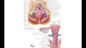 hysterectomy impact on pelvic floor