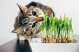 8 Safe Plants For Cats To Chew And Eat
