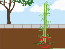 How To Grow Bamboo From Seed 15 Steps With Pictures Wikihow