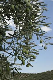 Immagini di ramo olivo +500 risorse grafiche gratuite. Pin On Athens Greece