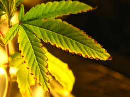 Nutrients For Autoflowering Cannabis
