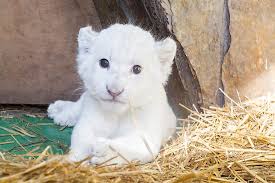 what is a white lion and where are they