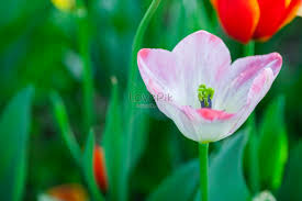 flowers tulip hd photos free