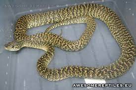 granite irian jaya carpet python