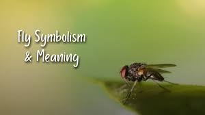 the symbolism of flies top 12 meanings