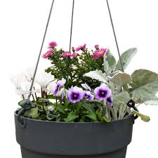 Outdoor Flowering Plants Buy Flower
