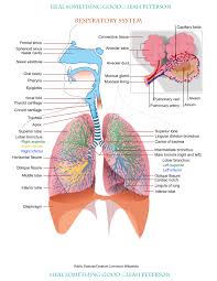 Chart Respiratory System Heal Something Good