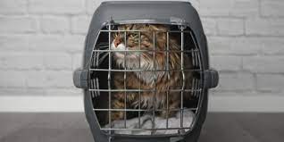 cat carrier stress tips to make a