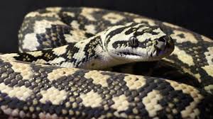 carpet head study aussie pythons