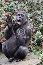 Gorilla Clapping Hands Wildlife